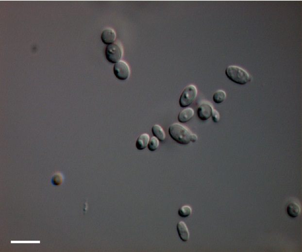 Представитель Семейства Phaffomycetaceae